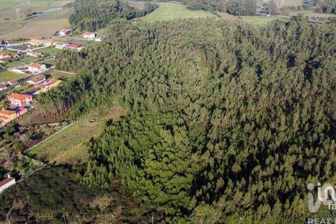 Terra a Estarreja, Aveiro, Estarreja - € 65.000 | Ref: 775175 - foto 2