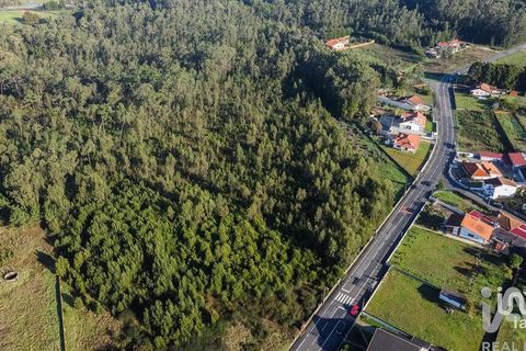 Terra a Estarreja, Aveiro, Estarreja - € 65.000 | Ref: 775175 - foto 3