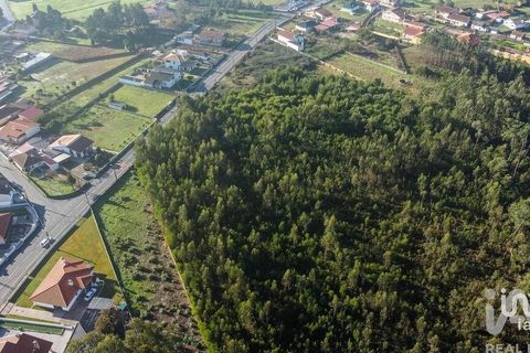 Terra a Estarreja, Aveiro, Estarreja - € 65.000 | Ref: 775175 - foto 5