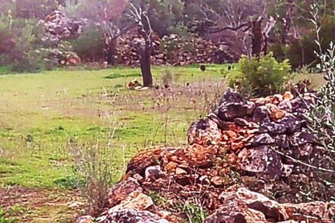 Helårsgrund i Olhao, Faro, Olhao - € 150.000 | Ref: 52276 - foto 8