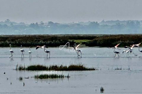 Farm hus i Ovar, Aveiro, Ovar - € 3.500.000 | Ref: TAPT01-1140_AMV_TG - foto 42