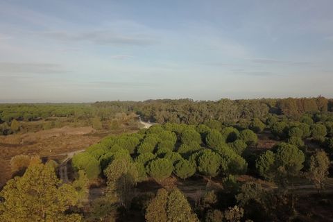Finca i Almonte, Huelva, Almonte - € 1.249.999 | Ref: 1067 - foto 14