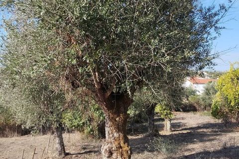 Farm i Mouriscas, Santarem, Mouriscas - € 95.000 | Ref: SF-SAFTI:007496 - foto 11