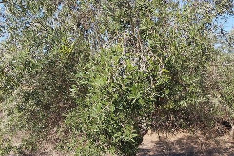 Farm i Mouriscas, Santarem, Mouriscas - € 95.000 | Ref: SF-SAFTI:007496 - foto 12