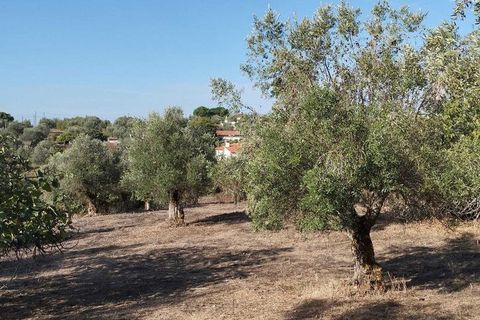 Farm i Mouriscas, Santarem, Mouriscas - € 95.000 | Ref: SF-SAFTI:007496 - foto 13