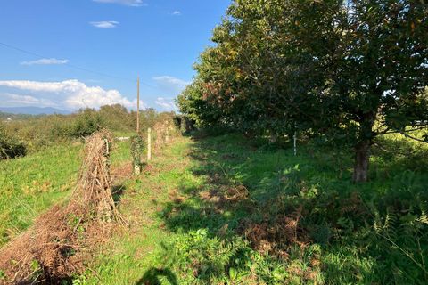 Helårsgrund i Caminha, Viana do Castelo, Caminha - € 132.000 | Ref: SF-SAFTI:007499 - foto 7