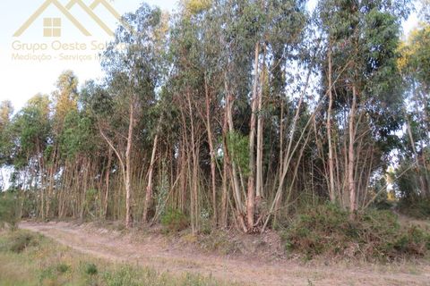 Helårsgrund i Torres Vedras, Lisbon, Torres Vedras - € 40.000 | Ref: GD2311330801 - foto 3