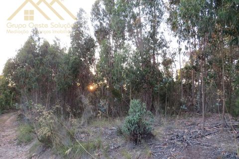 Helårsgrund i Torres Vedras, Lisbon, Torres Vedras - € 40.000 | Ref: GD2311330801 - foto 6