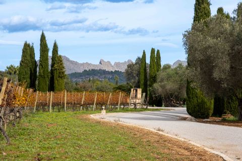 Herregård i Pollenca, Mallorca, Pollenca - € 7 650 000 | Ref: 82866 - foto 12