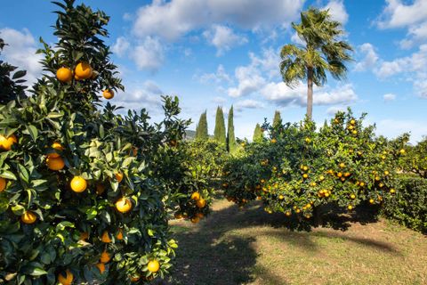 Herregård i Pollenca, Mallorca, Pollenca - € 7 650 000 | Ref: 82866 - foto 21