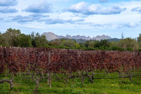 Herregård i Pollenca, Mallorca, Pollenca - € 7 650 000 | Ref: 82866 - foto 37