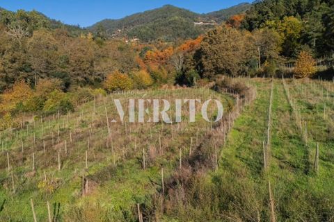 Helårsgrund i Amares, Braga, Amares - € 97.500 | Ref: MI-A/0229 - foto 4