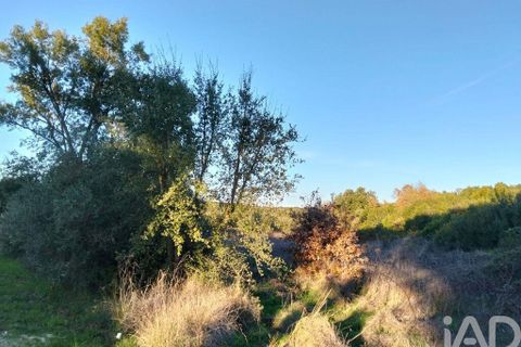 Terra a Santarem, Santarem, Santarem - € 70.000 | Ref: 774351 - foto 4