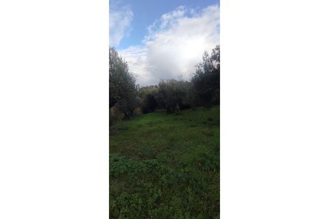 Landejendom i Ourem, Santarem, Ourem - € 65.000 | Ref: CAS_281 - foto 17