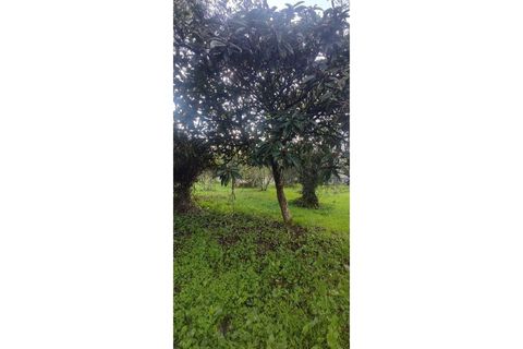 Landejendom i Ourem, Santarem, Ourem - € 65.000 | Ref: CAS_281 - foto 19