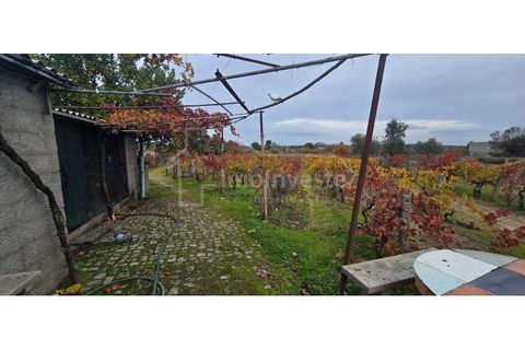 Terra a Alcains, Castelo Branco, Alcains - € 50.000 | Ref: SÒL_1134 - foto 3
