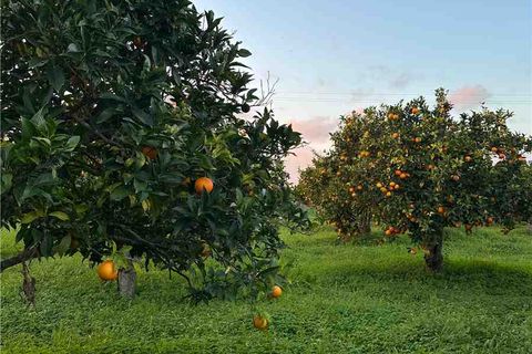 Helårsgrund i Noto, Siracusa, Noto - € 45.000 | Ref: V187T - foto 6
