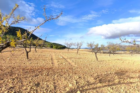 Landejendom i Yecla, Murcia, Yecla - € 2.400.000 | Ref: 70085 - foto 8