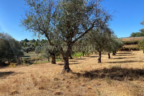 Landejendom i Fundao, Castelo Branco, Fundao - € 17.500 | Ref: 255250153 - foto 6