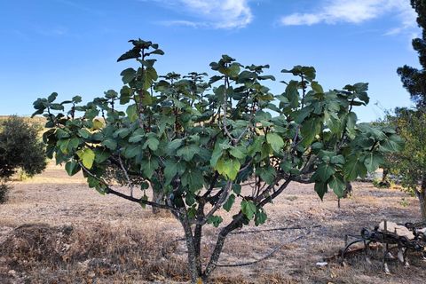 Landejendom i Yecla, Murcia, Yecla - € 210.000 | Ref: IG-210 - foto 39