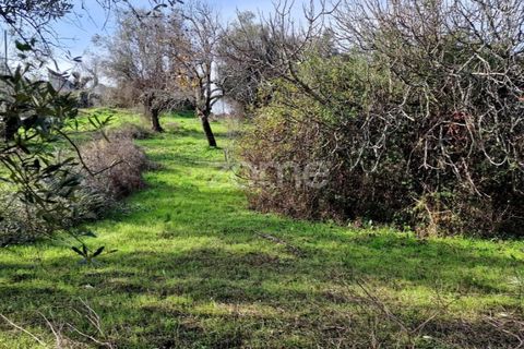 Helårsgrund i Assentiz, Santarem, Assentiz - € 32.000 | Ref: ZMPT583809 - foto 15