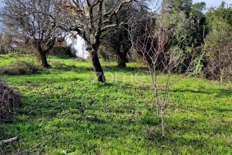 Helårsgrund i Assentiz, Santarem, Assentiz - € 32.000 | Ref: ZMPT583809 - foto 19