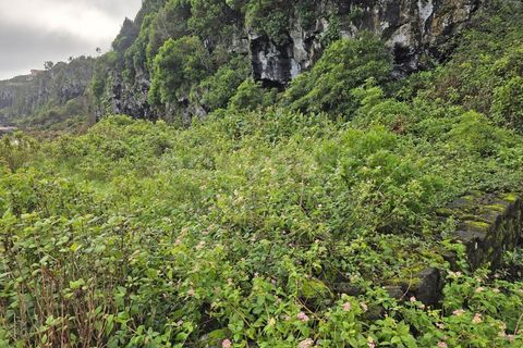 Helårsgrund i Piedade, Pico, Piedade - € 50.000 | Ref: AZ98464MK - foto 11
