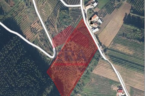 Terra a Carvalhal, Leiria, Carvalhal - € 89.000 | Ref: 150250389 - foto 6
