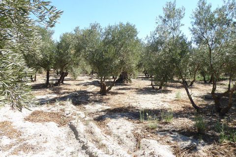 Landejendom i Baza, Granada, Baza - € 128.000 | Ref: v3013 - foto 48