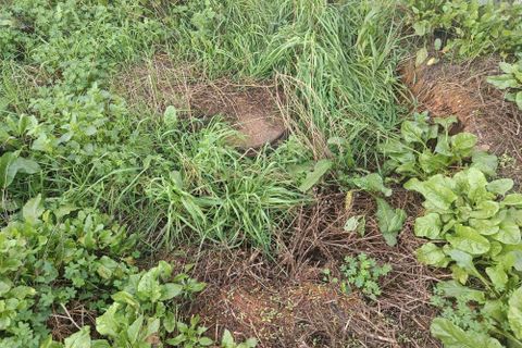 Helårsgrund i Alcobaca, Leiria, Alcobaca - € 70.000 | Ref: 0563-01864 - foto 24