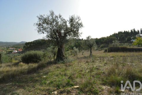 Terra a Ansiao, Leiria, Ansiao - € 25.000 | Ref: 82556 - foto 4