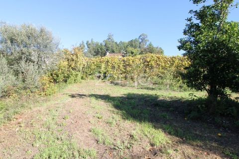 Terra a Goaes, Braga, Goaes - € 120.000 | Ref: ZMPT583735 - foto 11