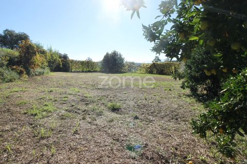 Terra a Goaes, Braga, Goaes - € 120.000 | Ref: ZMPT583735 - foto 33