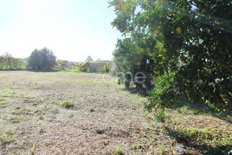 Terra a Goaes, Braga, Goaes - € 120.000 | Ref: ZMPT583735 - foto 35