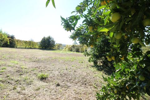 Terra a Goaes, Braga, Goaes - € 120.000 | Ref: ZMPT583735 - foto 37