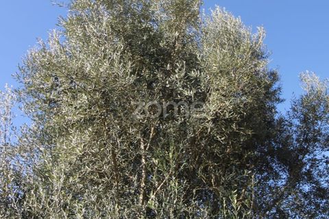 Terra a Goaes, Braga, Goaes - € 120.000 | Ref: ZMPT583735 - foto 39