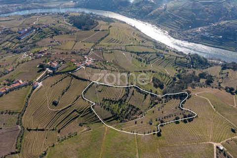 Terra a Fontelas, Vila Real, Fontelas - € 140.000 | Ref: ZMPT583593 - foto 6