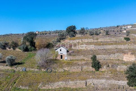 Terra a Fontelas, Vila Real, Fontelas - € 140.000 | Ref: ZMPT583593 - foto 8