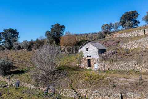 Terra a Fontelas, Vila Real, Fontelas - € 140.000 | Ref: ZMPT583593 - foto 9
