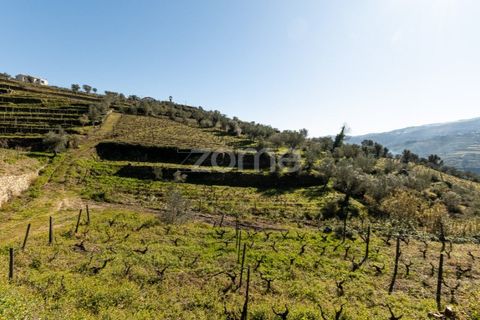 Terra a Fontelas, Vila Real, Fontelas - € 140.000 | Ref: ZMPT583593 - foto 12