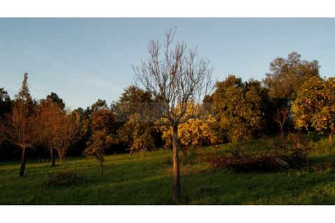 Farm i Braga, Braga, Braga - € 900.000 | Ref: MAS_1535 - foto 44