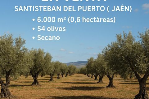 Terra a Santisteban Del Puerto, Jaen - foto 4