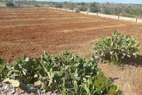 Terra a Alliste, Lecce, Alliste - € 68.000 | Ref: 20 - foto 13