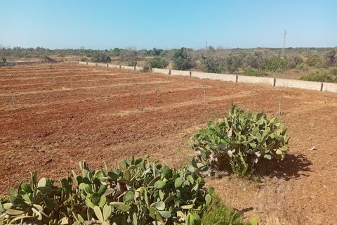 Terra a Alliste, Lecce, Alliste - € 68.000 | Ref: 20 - foto 19