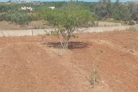 Terra a Alliste, Lecce, Alliste - € 68.000 | Ref: 20 - foto 20
