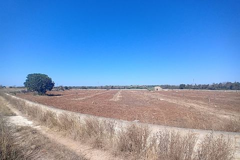 Terra a Alliste, Lecce, Alliste - € 68.000 | Ref: 20 - foto 23