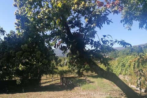 Farm hus i Moncao, Viana do Castelo, Moncao - € 570.000 | Ref: L2025731 - foto 13
