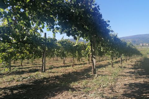 Farm hus i Moncao, Viana do Castelo, Moncao - € 570.000 | Ref: L2025731 - foto 14