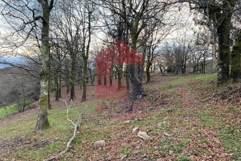Helårsgrund i Ponte da Barca, Viana do Castelo, Ponte da Barca - € 41.500 | Ref: 08758 - foto 16