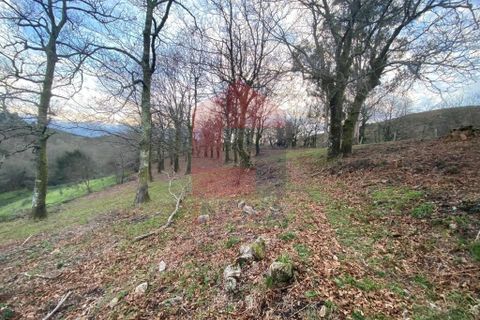 Helårsgrund i Ponte da Barca, Viana do Castelo, Ponte da Barca - € 41.500 | Ref: 08758 - foto 19